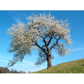 Giày Slip On Ultraboost 20